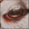 Augenblick eines Schafs; Acryl auf Leinwand;
30 x 30 cm